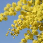 mimose-Valle-Vigezzo