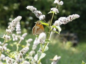 menta-