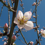 primavera-Valle-Vigezzo