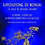 esposizione bonsai