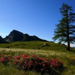 flora_vigezzina