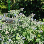 valle_vigezzo_eventi_erbe_officinali