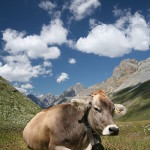 valle-vigezzo-mostra-bovina