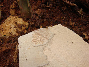 fossile
