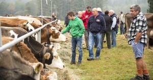 mostra_bovina