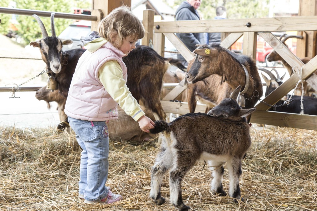 Mostra-capretto-vigezzino-eventi-valle-vigezzo-luigi-fr