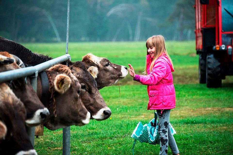 mostra bovina-eventi-valle-vigezzo-santa-maria-maggiore